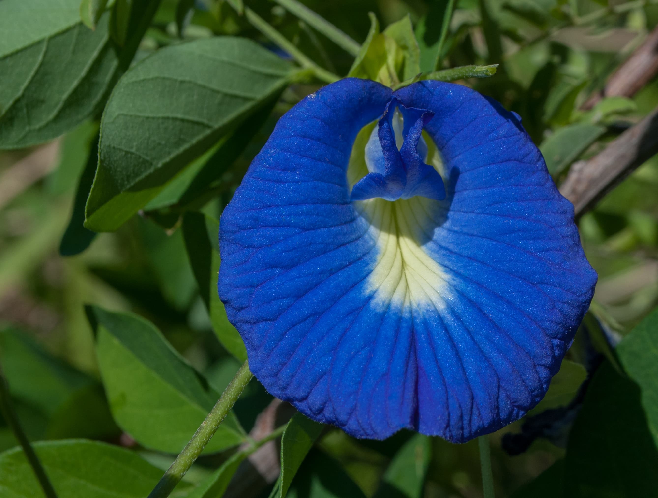 A vivid blue Clitoria ternatea bloom